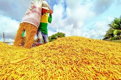 Ngày 4/8: Giá lúa tươi tại Đồng bằng sông Cửu Long giảm mạnh