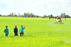 An Giang thúc đẩy liên kết doanh nghiệp - HTX để nâng giá trị lúa gạo công nghệ cao