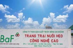 BaF Việt Nam (BAF): Doanh thu tăng hơn 54%, nhưng lợi nhuận quý II giảm một nửa do chi phí tài chính và mở rộng trang trại