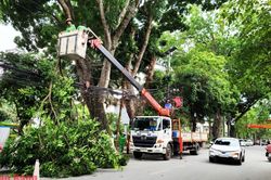 Quản lý cây xanh đô thị mùa mưa bão