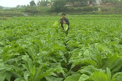 UBND tỉnh ban h&agrave;nh Kế hoạch triển khai Đề &aacute;n chuyển đổi, thay thế c&acirc;y thuốc l&aacute; bằng c&acirc;y trồng, vật nu&ocirc;i ph&ugrave; hợp
