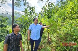 Kiểm tra m&ocirc; h&igrave;nh trồng quế theo chuỗi gi&aacute; trị tại x&atilde; Minh Khai v&agrave; phường T&acirc;n Giang