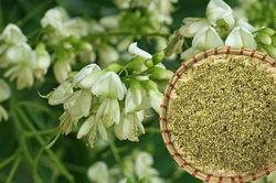 Loại nụ hoa quen thuộc được ví là 'thuốc cầm máu' trong Đông y, nhưng không phải ai cũng dùng được