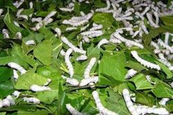 Lâm Đồng: Triển khai các giải pháp bảo tồn và phát triển nghề trồng dâu nuôi tằm