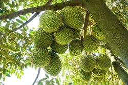 Tình trạng nhiễm Cadimi trên cây sầu riêng: Nguyên nhân và giải pháp xử lý bền vững