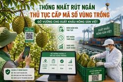 Rút ngắn thủ tục cấp mã số vùng trồng: Đồng bộ giải pháp số tạo bứt phá xuất khẩu nông sản