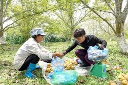 Lê Tuyên Quang được mùa, nông dân phấn khởi vì giá bán tăng