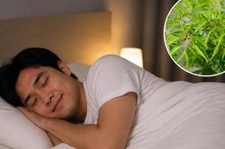5 cách dùng lá đinh lăng cho người mất ngủ