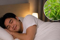 5 cách dùng lá đinh lăng cho người mất ngủ