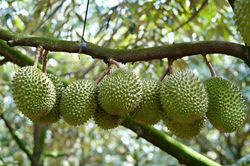 Gi&aacute; sầu ri&ecirc;ng tăng trở lại