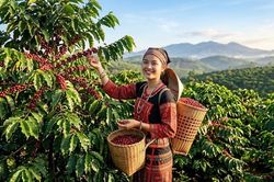 Giá cà phê hôm nay 5.8.2026 giảm nhẹ, cao nhất 96.500 đồng/kg
