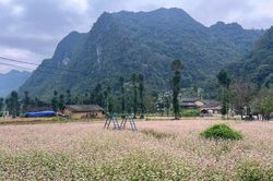 Mùa hoa Tam giác mạch tạo sức hút du lịch ở Cao nguyên đá Tuyên Quang