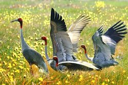 Đồng Tháp xử lý nghiêm hoạt động quảng cáo và tiêu thụ trái phép động vật hoang dã