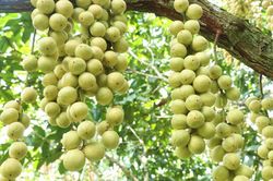 Mùa dâu Hạ Châu ở Cần Thơ