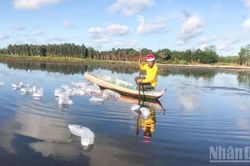 Cần Thơ: Tôm-lúa giúp vùng đất phèn mặn Lương Tâm chuyển mình
