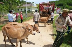 Hỗ trợ 72 con bò giống cho người dân xã Trà Vân