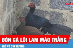 Đón 10 cá thể gà lôi lam mào trắng từ châu Âu trở về Quảng Trị