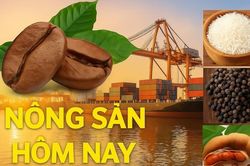 Gi&aacute; n&ocirc;ng sản h&ocirc;m nay 5/8/2026: Gi&aacute; c&agrave; ph&ecirc; trong nước kh&oacute; bứt ph&aacute; mạnh, Gi&aacute; ti&ecirc;u đi ngang; Gi&aacute; xăng dầu giảm li&ecirc;n tiếp kh&ocirc;ng chỉ do đ&agrave;m ph&aacute;n Mỹ-Iran