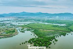 Ngỡ ngàng 'lá phổi xanh' ven cao tốc Hải Phòng - Quảng Ninh