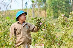 Hai lần khởi nghiệp trắng tay, đổi đời nhờ lo&agrave;i c&acirc;y mọc dại