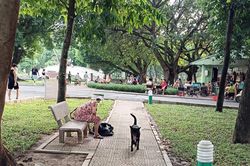 Chó không rọ mõm 'lông nhông' ngoài đường: Lực lượng nào có thẩm quyền bắt giữ và xử phạt?
