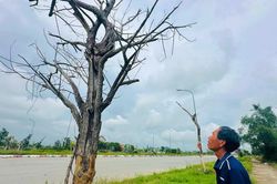 Hai dự án cây xanh chưa bàn giao, hàng trăm cây đã chết khô