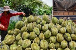 Xuất khẩu sầu ri&ecirc;ng tăng mạnh, v&igrave; sao gi&aacute; ng&agrave;y c&agrave;ng rẻ?