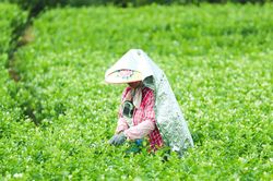 Loài hoa quen thuộc giúp cả vùng quê đổi đời, người dân sáng hái tối có tiền