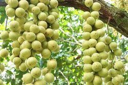 Mùa dâu Hạ Châu - trái cây đặc sản của vùng đất Tây Đô