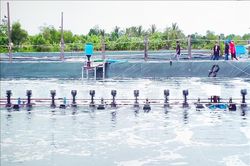 Nh&acirc;n rộng m&ocirc; h&igrave;nh nu&ocirc;i t&ocirc;m thẻ si&ecirc;u th&acirc;m canh theo hướng bền vững
