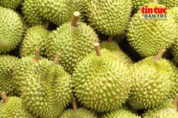 Xuất khẩu sầu riêng hướng tới mục tiêu vượt mốc 4 tỷ USD
