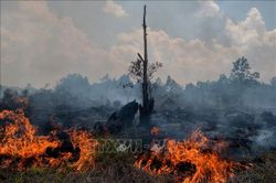 Indonesia báo động nguy cơ cháy rừng nghiêm trọng do El Nino