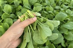 4 loại rau rẻ tiền nhưng chứa nhiều chất xơ