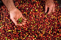 Gi&aacute; n&ocirc;ng sản h&ocirc;m nay (5/8): Gi&aacute; thịt heo hơi tiếp tục giảm, c&agrave; ph&ecirc; dao động trong khoảng 96.000 - 96.500 đồng/kg