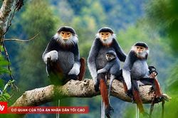 Khánh Hòa: Xử lý nghiêm việc mua bán, chế biến động vật rừng nguy cấp, quý, hiếm