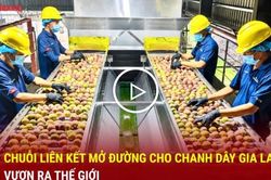 Chuỗi liên kết mở đường cho chanh dây Gia Lai vươn ra thế giới