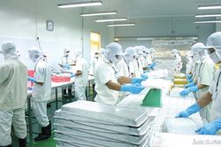 Chuỗi sản xuất khép kín mở dư địa cho cá tra Việt vào thị trường Halal