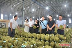 Lễ hội Sầu ri&ecirc;ng Đắk Lắk 2026: Kỳ vọng mở rộng c&aacute;nh cửa xuất khẩu
