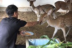 Bỏ mức lương cao ở Nhật, chàng kỹ sư về quê làm giàu từ loài vật ít người nuôi