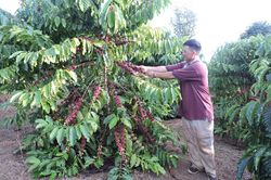 Việt Nam tận dụng cơ hội bứt phá giá trị cà phê từ chế biến sâu