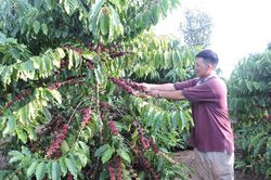 Việt Nam tận dụng cơ hội bứt ph&aacute; gi&aacute; trị c&agrave; ph&ecirc; từ chế biến s&acirc;u