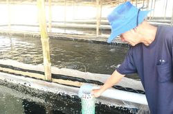 Mở hướng mới cho vùng nuôi tôm thiếu hiệu quả