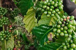 Cập nhật gi&aacute; c&agrave; ph&ecirc; h&ocirc;m nay 5/8/2026: Cung khan hiếm đẩy Robusta l&ecirc;n gần 3.900 USD/tấn