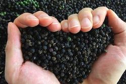 Cập nhật gi&aacute; ti&ecirc;u h&ocirc;m nay 5/8/2026: Nội địa lặng s&oacute;ng, Lampung Indonesia tăng 0,47%