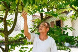 Làm giàu từ cây ăn quả