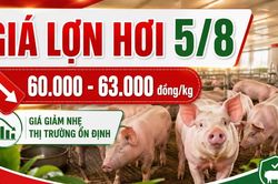 Giá lợn hơi hôm nay 5/8: Nhiều địa phương tiếp tục giảm