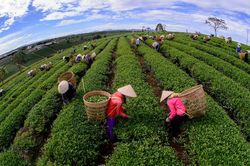 Ðể xứ trà Bảo Lộc góp sức cho du lịch Lâm Ðồng