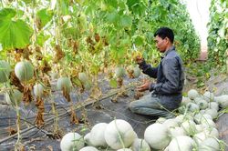Mở đường thu hút đầu tư dự án nông nghiệp công nghệ cao ở Tây Lâm Ðồng