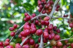 Giá cà phê hôm nay 5/8/2026: Tây Nguyên giữ mốc 96.000 – 96.500 đồng/kg, sàn quốc tế đồng loạt đi lên