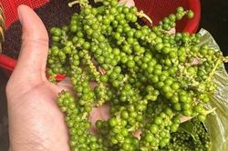 Gi&aacute; ti&ecirc;u h&ocirc;m nay 5/8/2026: Thị trường trong nước đi ngang, ti&ecirc;u đen Indonesia bật tăng